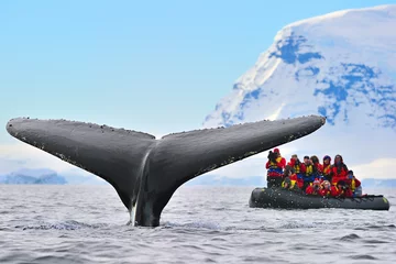 Fototapete Antarktis Ein Buckelwal taucht unter, während Touristen das Ereignis filmen - Antarktis