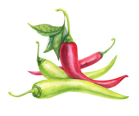 Chilli pepper. Hand drawn watercolor painting on white background.