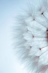 dandelion seed in the nature in summer season,  white and abstract background