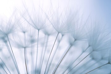 dandelion seed in the nature in summer season,  white and abstract background