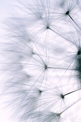 dandelion seed in the nature in summer season,  white and abstract background