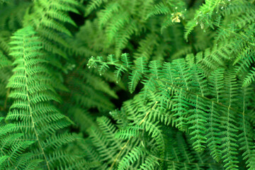 Vegetation in the countryside