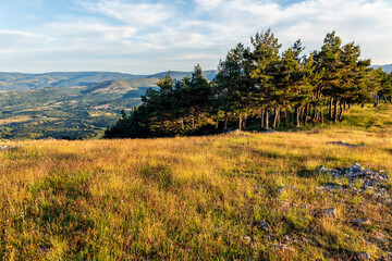 Pinos en primavera en la Sierra de la Puebla. Madrid. España. Europa.