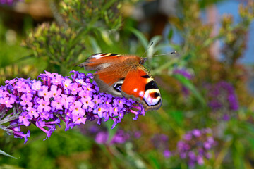 European peacock - Tagpfauenauge (Aglais io) 