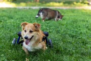 Two dogs walking in park. Day in the life of senior dogs.