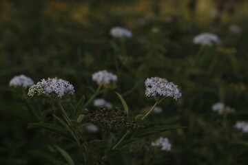 Vegetation in the countryside