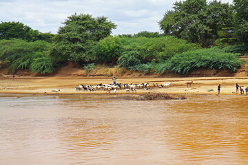 Garsen, Kenya: cattle drinking from the Tana river