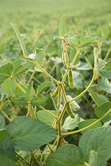 Close up of the soy bean pods plant in the field