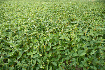 Fototapeta na wymiar Rural landscape with fresh green soy field. Soybean field