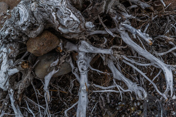 white gray dry patterned twisting tangled roots of an old dead tree
