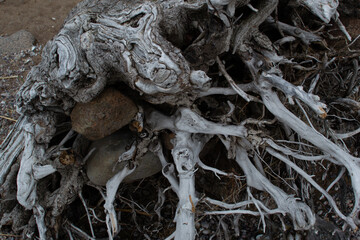 white gray dry patterned twisting tangled roots of an old dead tree on a background of sand earth