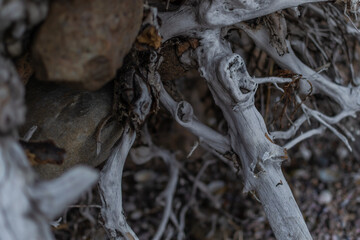 white gray dry twisting tangled roots of old dead tree
