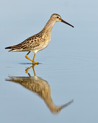 A juvenile Stilt Sandpiper wades through shallow water during fall migration 