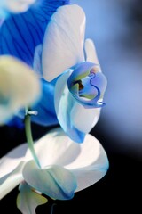 Piękna niebieska orchidea © Anastasiia