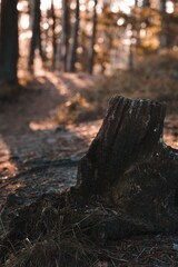 Obraz premium Tree stump on the side of the road