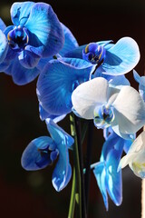 Piękna niebieska orchidea