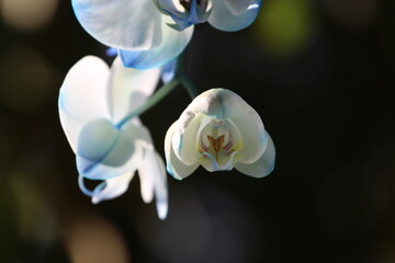 Piękna niebieska orchidea © Anastasiia