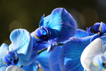Piękna niebieska orchidea