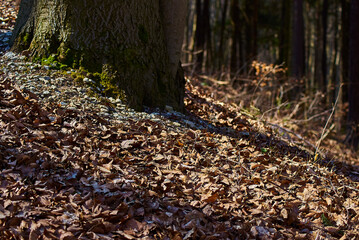 fallen leaves in the autumn forest