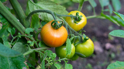 tomatoes in the garden