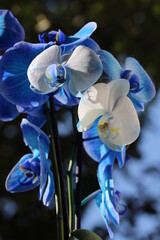 Piękna niebieska orchidea