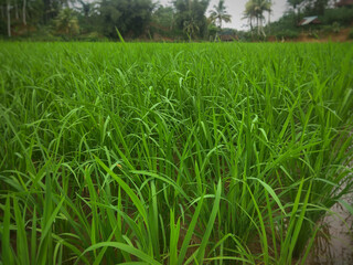 Beautiful landscape view of vast rice fields with hills and large trees behind it on the island of Java, Indonesia.