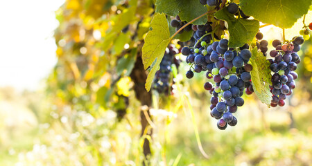 Rote Weintrauben auf Weinstock. Trauben im Weingarten zur Erntezeit. Red grapes on vine. Grapes in the vineyard at harvest time.