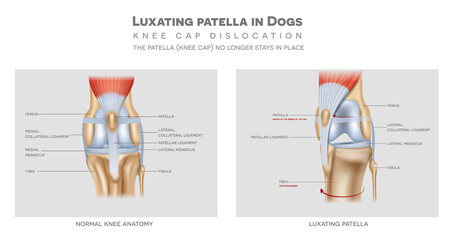 The medial luxating patella in dogs and healthy join, detailed colourful info poster.