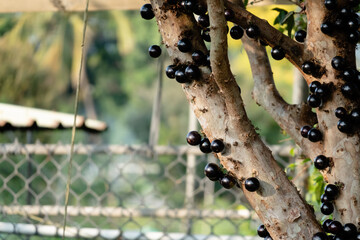 jaboticaba tree with fruits