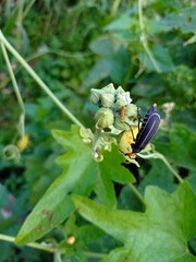 bug on a flower with more bud
