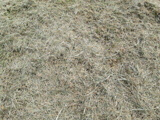 CUT GRASS TEXTURE 01