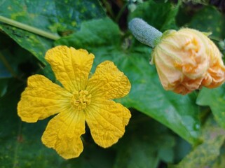 flower in the garden with buds