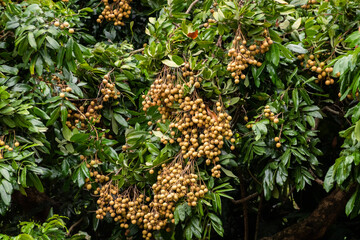 fruits of logan in the trees