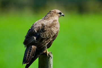 Common buzzard in a closeup 