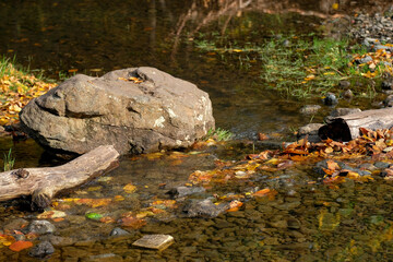 Stream in the forest. A large stone lies in the water, autumn fallen leaves