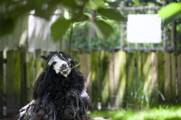 Lama moche