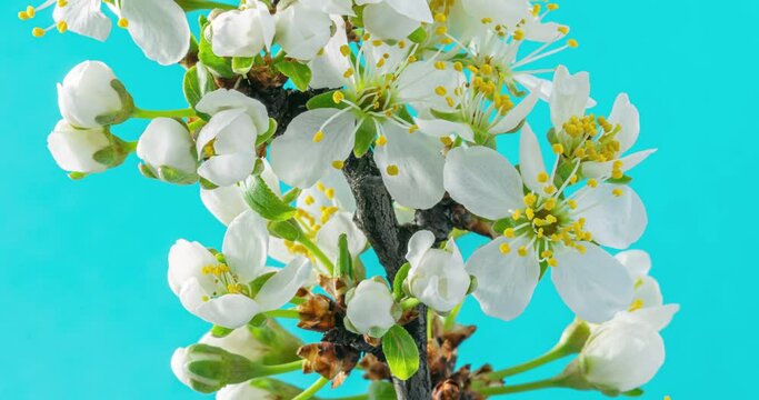 Spring flowers. Plum flowers on a plums branch blossom on a blue background. Time Lapse 4K video.