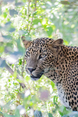 Leopard Shrilanka Yala Sumer Nature