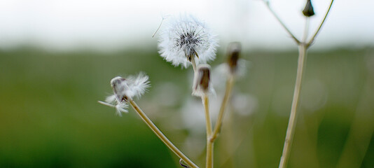 dandelion