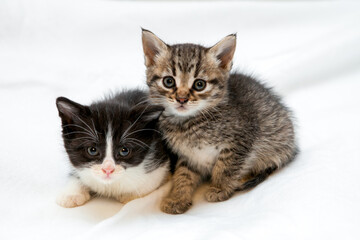 Obraz premium Two kittens sitting together