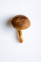 One jersey cow mushroom on a white background close-up. View from above. Vertical orientation. High quality photo.