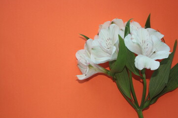 White flover isolated on orange background
