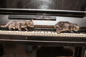 Two brown kittens playful on piano