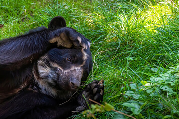 A young spectacled bear in a zoo, relaxing in his outdoor enclosure at a sunny day in summer.