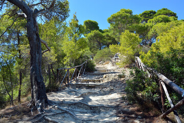 Tremiti, Puglia, Italy -The pinewood in San Domino at the Tremiti Islands, small islands in the Adriatic Sea, part of the Gargano park