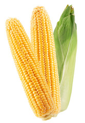 ear corn with husk isolated on a white background