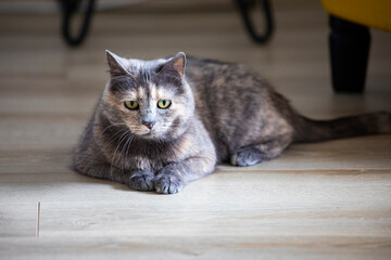 Fluffy brown and grey cat in her home