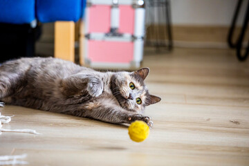 Brown and grey cat playing with yellow ball