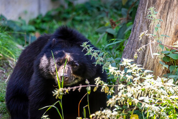 A young spectacled bear in a zoo, relaxing in his outdoor enclosure at a sunny day in summer.