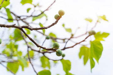 Juicy fig on the tree in the garden outdoor. Ficus carica, the flowering plant in the mulberry family. Autumn fertility. Bio food, healthy nutrition concept.